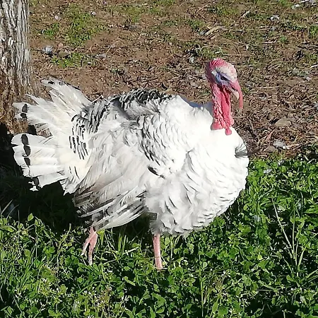 La Colline Des Hauts Bocages Vendeens *