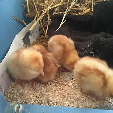 Gasthuis La Colline Des Hauts Bocages Vendeens *