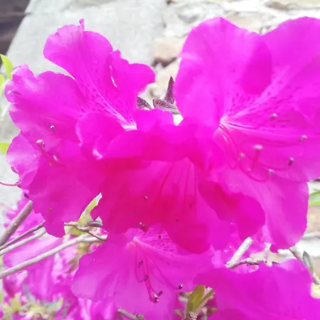 Gasthuis La Colline Des Hauts Bocages Vendeens *