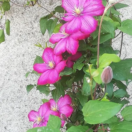 La Colline Des Hauts Bocages Vendeens Gasthuis Mouchamps
