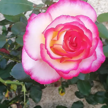 La Colline Des Hauts Bocages Vendeens Mouchamps