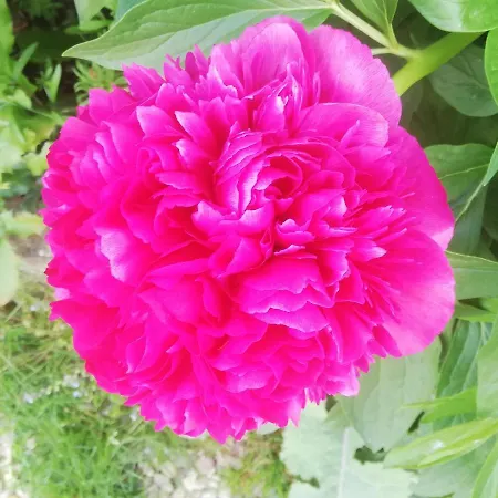 La Colline Des Hauts Bocages Vendeens Gasthuis *