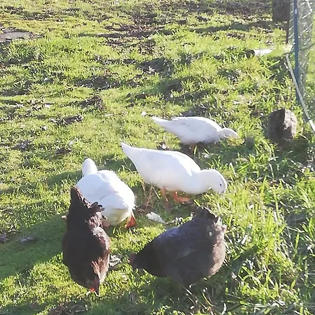 La Colline Des Hauts Bocages Vendeens *