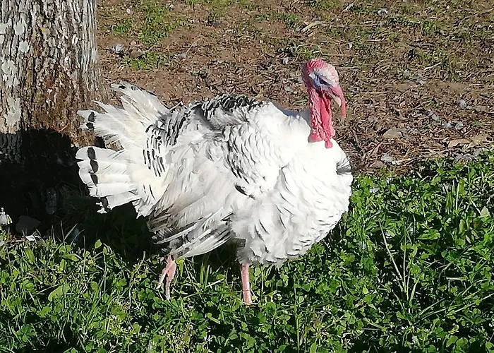 La Colline Des Hauts Bocages Vendeens *
