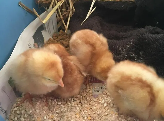 بيت ضيافة La Colline Des Hauts Bocages Vendeens *