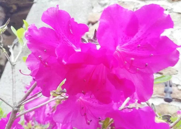 بيت ضيافة La Colline Des Hauts Bocages Vendeens *