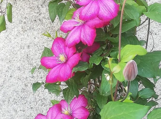 La Colline Des Hauts Bocages Vendeens بيت ضيافة Mouchamps