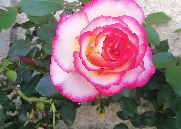 La Colline Des Hauts Bocages Vendeens Mouchamps