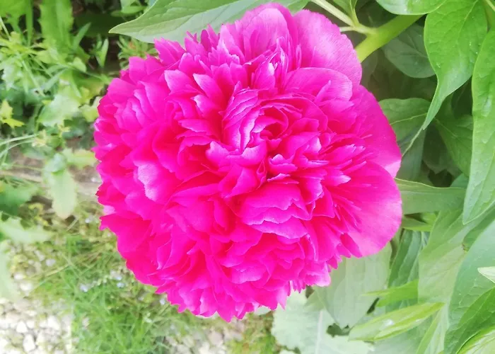 La Colline Des Hauts Bocages Vendeens بيت ضيافة *