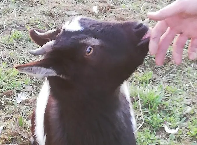 La Colline Des Hauts Bocages Vendeens Mouchamps