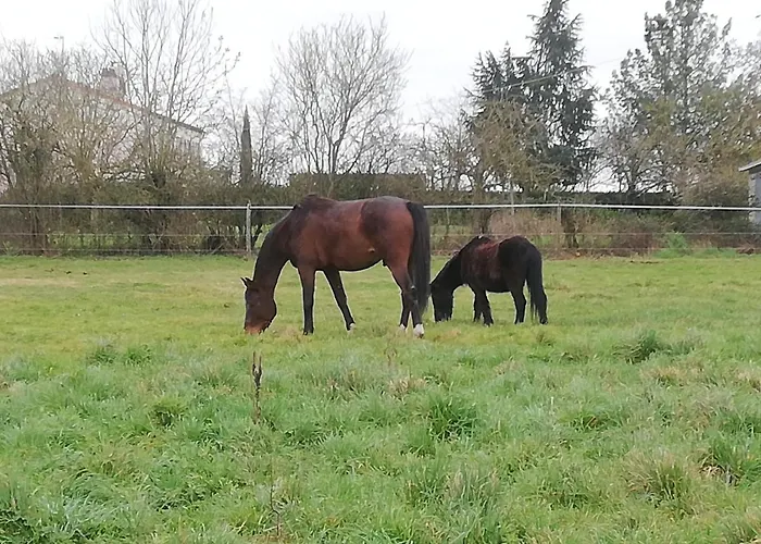 بيت ضيافة La Colline Des Hauts Bocages Vendeens Mouchamps
