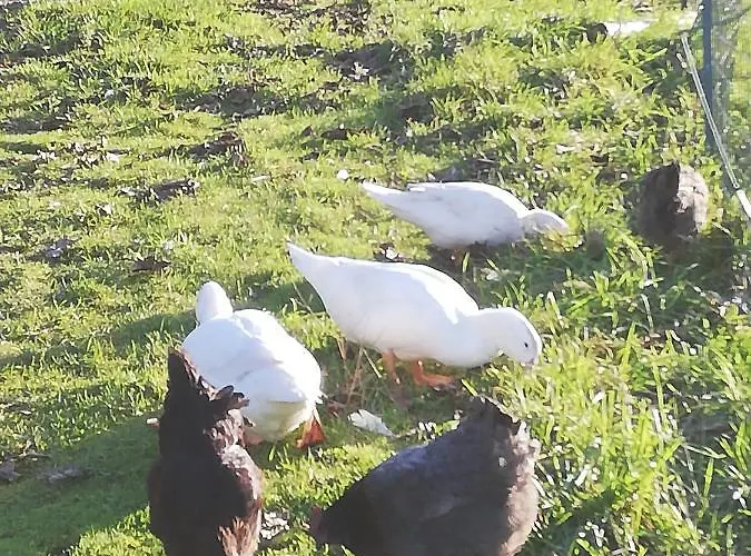 La Colline Des Hauts Bocages Vendeens *